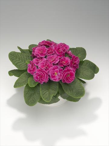 Photos von Blumenvarianten benutzt als: Ampel/Topf Primula acaulis, veris, vulgaris Paloma Rose Shades