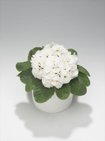 Photos von Blumenvarianten benutzt als: Ampel/Topf Primula acaulis, veris, vulgaris Paloma White