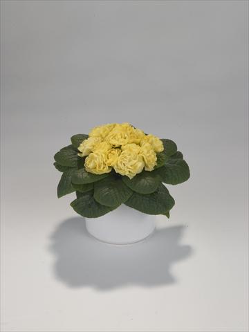 Photos von Blumenvarianten benutzt als: Ampel/Topf Primula acaulis, veris, vulgaris Paloma Yellow