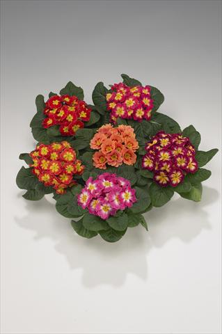 Photos von Blumenvarianten benutzt als: Ampel/Topf Primula acaulis, veris, vulgaris Viva Bicolor