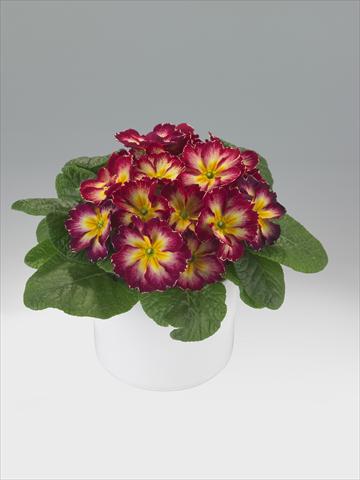 Photos von Blumenvarianten benutzt als: Ampel/Topf Primula acaulis, veris, vulgaris Viva Burgundy Flame