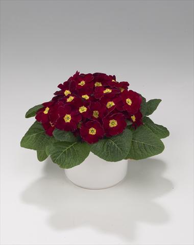 Photos von Blumenvarianten benutzt als: Ampel/Topf Primula acaulis, veris, vulgaris Viva Burgundy