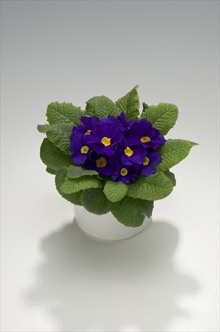 Photos von Blumenvarianten benutzt als: Ampel/Topf Primula acaulis, veris, vulgaris Viva Deep Blue
