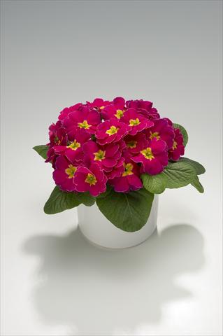 Photos von Blumenvarianten benutzt als: Ampel/Topf Primula acaulis, veris, vulgaris Viva Deep Rose with Edge
