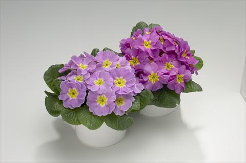 Photos von Blumenvarianten benutzt als: Ampel/Topf Primula acaulis, veris, vulgaris Viva Lavender Shades