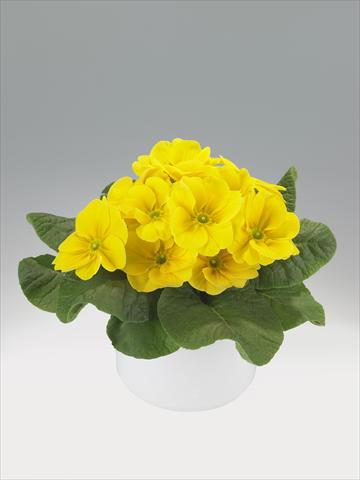 Photos von Blumenvarianten benutzt als: Ampel/Topf Primula acaulis, veris, vulgaris Viva Lemon Yellow