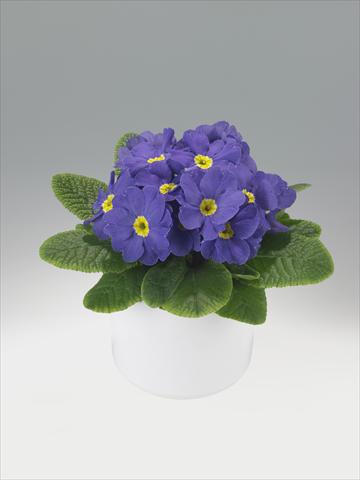 Photos von Blumenvarianten benutzt als: Ampel/Topf Primula acaulis, veris, vulgaris Viva Mid Blue
