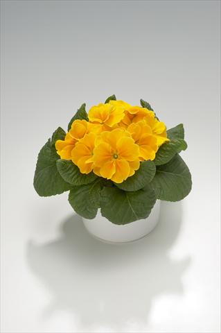 Photos von Blumenvarianten benutzt als: Ampel/Topf Primula acaulis, veris, vulgaris Viva Orange