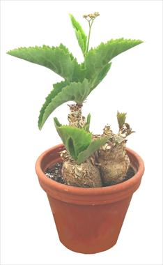 Photos von Blumenvarianten benutzt als: Topf Cactus Cissus juttae