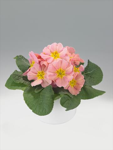 Photos von Blumenvarianten benutzt als: Ampel/Topf Primula acaulis, veris, vulgaris Viva Peach