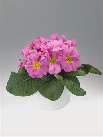 Photos von Blumenvarianten benutzt als: Ampel/Topf Primula acaulis, veris, vulgaris Viva Pink