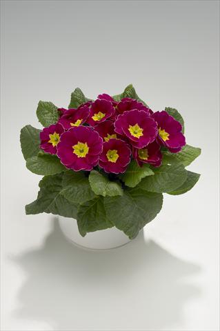 Photos von Blumenvarianten benutzt als: Ampel/Topf Primula acaulis, veris, vulgaris Viva Purple with Edge