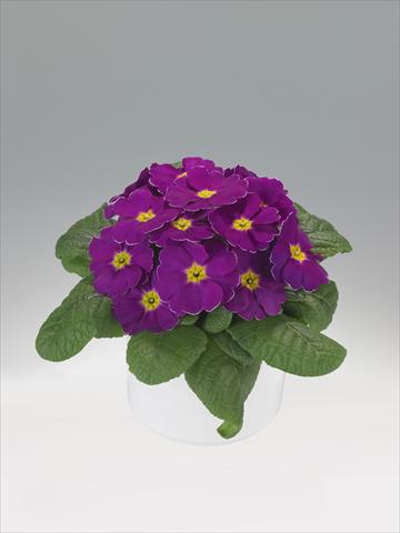 Photos von Blumenvarianten benutzt als: Ampel/Topf Primula acaulis, veris, vulgaris Viva Purple
