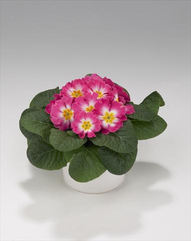 Photos von Blumenvarianten benutzt als: Ampel/Topf Primula acaulis, veris, vulgaris Viva Rose Bicolor