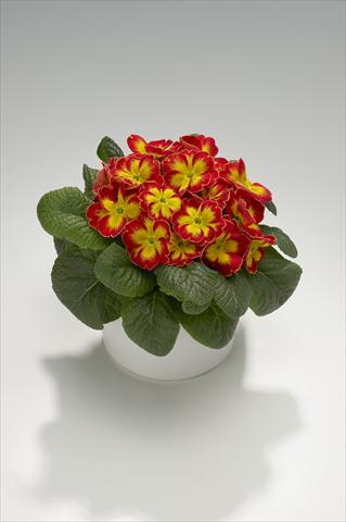 Photos von Blumenvarianten benutzt als: Ampel/Topf Primula acaulis, veris, vulgaris Viva Scarlet Flame