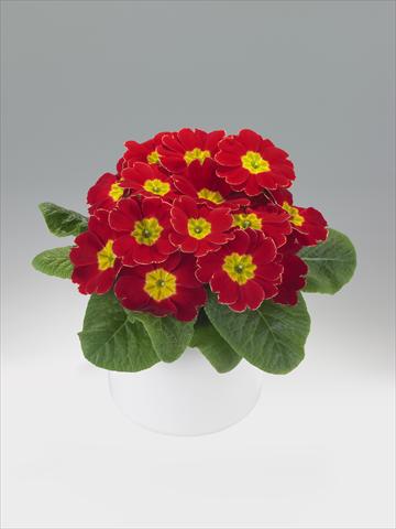 Photos von Blumenvarianten benutzt als: Ampel/Topf Primula acaulis, veris, vulgaris Viva Scarlet with Edge