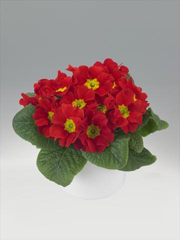 Photos von Blumenvarianten benutzt als: Ampel/Topf Primula acaulis, veris, vulgaris Viva Scarlet