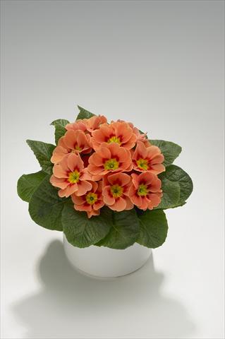 Photos von Blumenvarianten benutzt als: Ampel/Topf Primula acaulis, veris, vulgaris Viva Terracotta