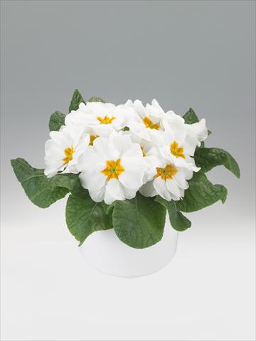 Photos von Blumenvarianten benutzt als: Ampel/Topf Primula acaulis, veris, vulgaris Viva White with Orange Eye