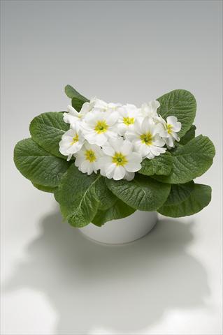 Photos von Blumenvarianten benutzt als: Ampel/Topf Primula acaulis, veris, vulgaris Viva White with Yellow Eye