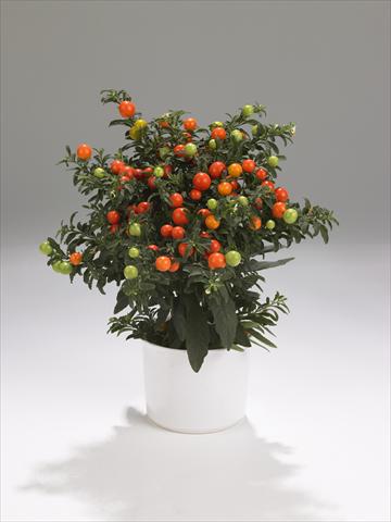 Photos von Blumenvarianten benutzt als: Ampel/Topf Solanum pseudocapsicum Thurino Light