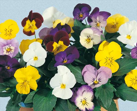 Photos von Blumenvarianten benutzt als: Topf und Beet Viola cornuta Lolita Mixture