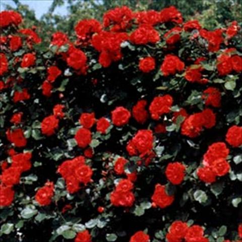 Photos von Blumenvarianten benutzt als: Beet- / Rabattenpflanze Rosa rampicante Tchin Tchin