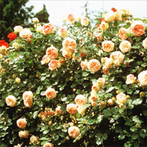 Photos von Blumenvarianten benutzt als: Beet- / Rabattenpflanze Rosa rampicante GPT Eden Rose®