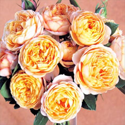Photos von Blumenvarianten benutzt als: Topf Rosa floribunda GPT Baby Romantica