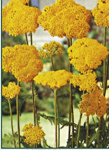 Photos von Blumenvarianten benutzt als: Beet- / Rabattenpflanze Achillea filipendulina Parkers Variety