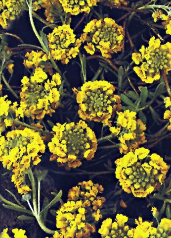 Photos von Blumenvarianten benutzt als: Beet- / Rabattenpflanze Alyssum montanum Mountain Gold