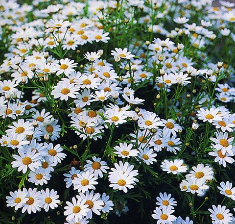 Photos von Blumenvarianten benutzt als: Beet, Topf oder Ampel Argyranthemum frutescens Weisster Star