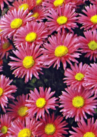 Photos von Blumenvarianten benutzt als: Beet- / Rabattenpflanze Aster alpinus Goliath