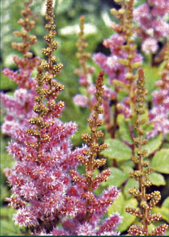 Photos von Blumenvarianten benutzt als: Beet- / Rabattenpflanze Astilbe chinensis Var. Pumila