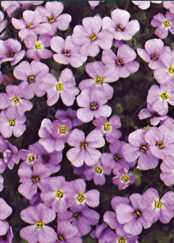 Photos von Blumenvarianten benutzt als: Beet- / Rabattenpflanze Aubrieta Royal Violet