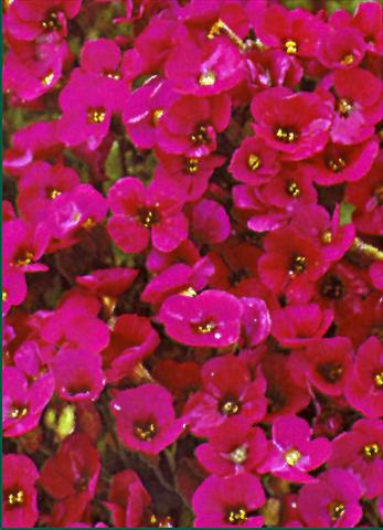 Photos von Blumenvarianten benutzt als: Beet- / Rabattenpflanze Aubrieta Royal Red