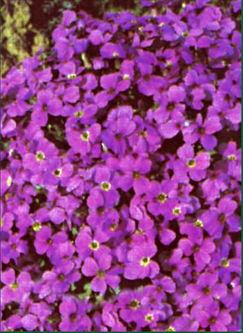 Photos von Blumenvarianten benutzt als: Beet- / Rabattenpflanze Aubrieta  Whitewell Gem