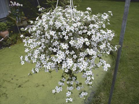 Photos von Blumenvarianten benutzt als: Ampel/Topf Bacopa (Sutera cordata) Taifun Mega White