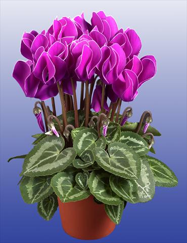 Photos von Blumenvarianten benutzt als: Topf Cyclamen persicum Super Serie®s Compact F1