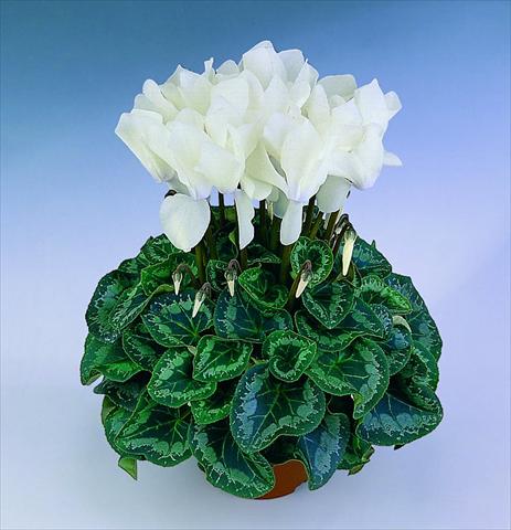Photos von Blumenvarianten benutzt als: Topf Cyclamen persicum Halios® F1