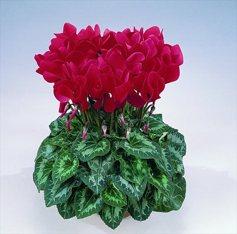 Photos von Blumenvarianten benutzt als: Topf Cyclamen persicum Halios® F1