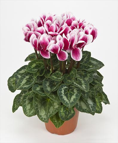 Photos von Blumenvarianten benutzt als: Topf Cyclamen persicum Halios® F1 Fantasia F1 Magenta