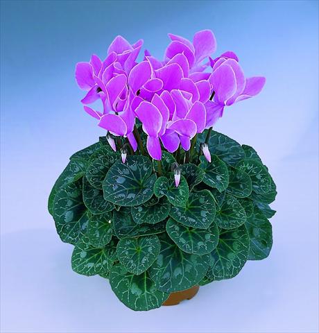 Photos von Blumenvarianten benutzt als: Topf Cyclamen persicum Halios® F1 Mélange