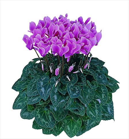 Photos von Blumenvarianten benutzt als: Topf Cyclamen persicum Latinia® Premium F1
