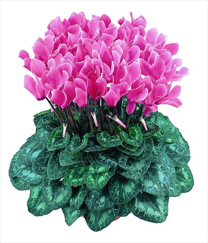 Photos von Blumenvarianten benutzt als: Topf Cyclamen persicum Latinia® F1 Saumon