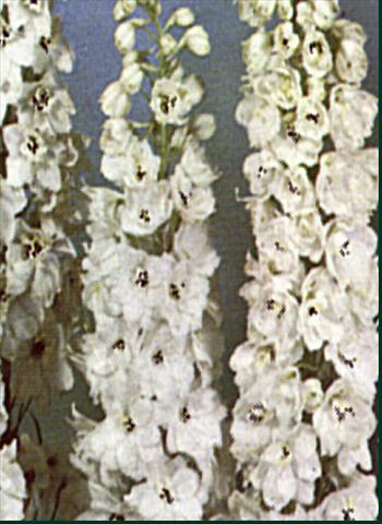 Photos von Blumenvarianten benutzt als: Beet- / Rabattenpflanze Delphinium Pacific Giant Galahad