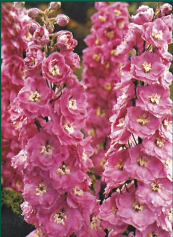 Photos von Blumenvarianten benutzt als: Beet- / Rabattenpflanze Delphinium Pacific Giant Guinevere