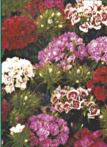 Photos von Blumenvarianten benutzt als: Topf und Beet Dianthus barbatus Indianerteppich
