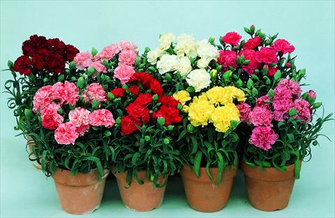 Photos von Blumenvarianten benutzt als: Topf und Beet Dianthus caryophyllus Lillipot F1 Mix