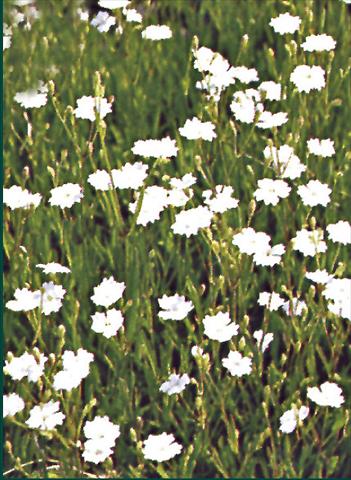 Photos von Blumenvarianten benutzt als: Beet- / Rabattenpflanze Dianthus deltoides Albus